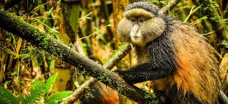 2 Days Mgahinga golden monkey trekking tour