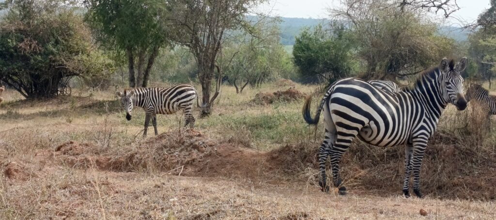 Rwanda safaris