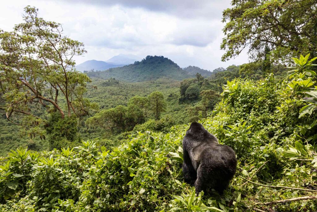 Rwanda tours