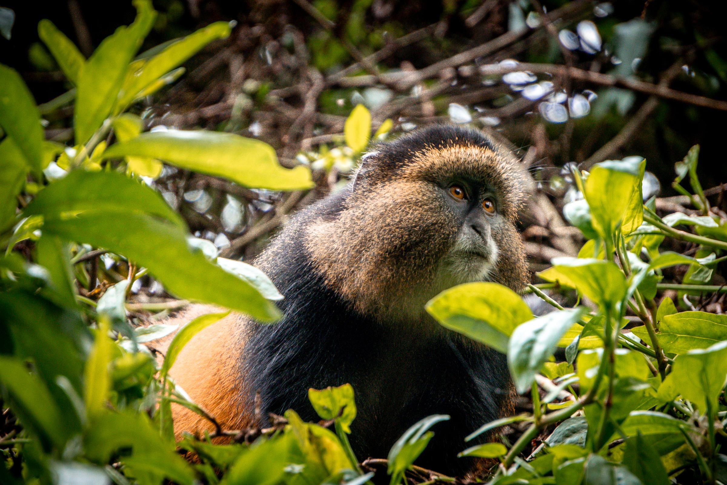 Best Places For Golden Monkey Trekking in Uganda & Rwanda