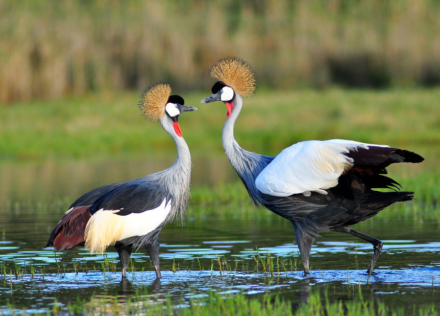 Activities in akagera Park