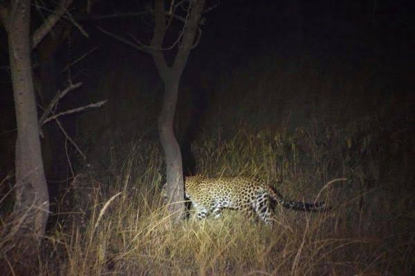 Night Game drives in Uganda