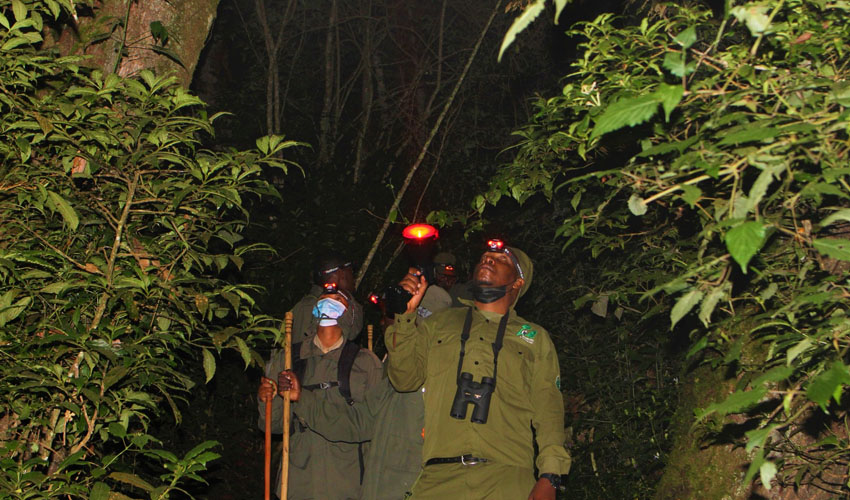 Night Nature Walks in Uganda