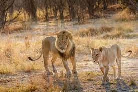 Best Places to See Lions in Uganda