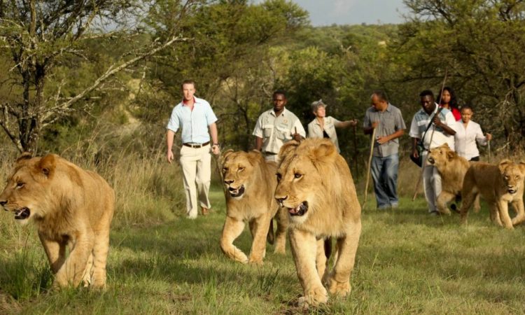 Walking Safaris in Akagera National Park